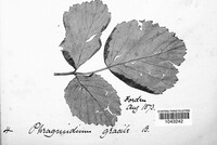 Phragmidium gracile image